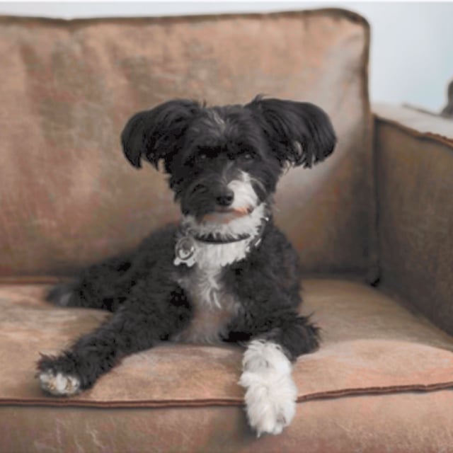 Schwarz-weißer Bürohund der Little Bird Group liegt entspannt auf einem braunen Sofa und schaut in die Kamera.